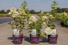 Hydrangea paniculata 'Tickled Pink' - Hortensia 40-50 C4