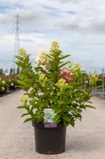 Hydrangea pan. 'Tickled Pink' 60/80 C10 Hydrangea paniculata 'Tickled Pink' - Hortensia 60-80 C10