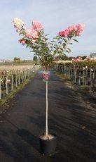 Hydrangea pan. 'Vanille Fraise'® - Stam 90 C8 Hydrangea paniculata 'Vanille Fraise'® - Stam 90 C8