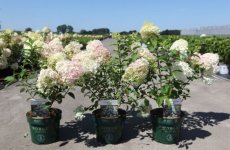 Hydrangea paniculata 'Bobo' 10 st. Hydrangea paniculata 'Bobo'® | 10 STUKS - Hortensia 30-40 C