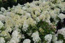 Hydrangea paniculata 'Bobo'® 30/40 C Hydrangea paniculata  Bobo ® - Hortensia 30-40 C3