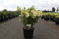 Hydrangea paniculata 'Bobo' 50/60 C8 Hydrangea paniculata 'Bobo'® | Hortensia 50-60 C8