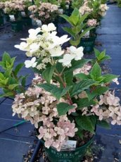 Hydrangea paniculata 'Polestar'(=Breg14=Switch Ophelia) - Hortensia  25-30 C3