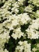 Hydrangea paniculata 'Breg14' (=Polestar) 30/40 C4 Hydrangea paniculata 'Polestar'(=Breg14=Switch Ophelia) - Hortensia 30-40 C4