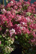 Hydrangea paniculata 'Diamant Rouge'® - Hortensia 30-35 C3