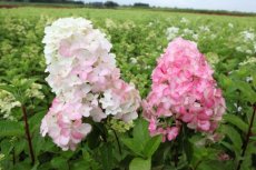 Hydrangea paniculata 'Fraise Melba' 30/35 C3 Hydrangea paniculata 'Fraise Melba' - Hortensia 30-35 C3