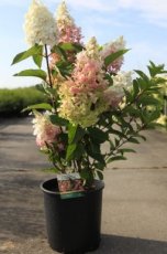 Hydrangea paniculata 'Fraise Melba' 50/60 C10 Hydrangea paniculata 'Fraise Melba' - Hortensia 50-60 C10