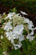 Hydrangea paniculata 'Great Star'® 40/50 C Hydrangea paniculata 'Great Star'® (‘Blanc Bleu’) - Hortensia 40-50 C