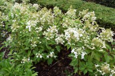 Hydrangea paniculata 'Great Star'® (‘Blanc Bleu’) - Hortensia 40-50 C