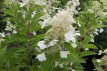 Hydrangea paniculata 'Kyushu' 30/40 C Hydrangea paniculata  ‘Kyushu’ - Hortensia 30-40 C3