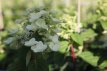 Hydrangea paniculata ‘Levana' 30/40 C Hydrangea paniculata  ‘Levana'® - Hortensia 30-40 C3