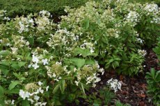 Hydrangea paniculata ‘Levana' 40/50 C4 Hydrangea paniculata  ‘Levana'® - Hortensia 40-50 C4