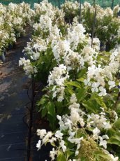 Hydrangea paniculata ‘Levana' 80/100 C12 Hydrangea paniculata  ‘Levana'® - Hortensia 80-100 C12