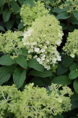 Hydrangea paniculata ‘Limelight' - Hortensia 30-40 C3