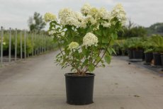 Hydrangea paniculata  ‘Limelight’ 60/80 C10 Hydrangea paniculata ‘Limelight’ - Hortensia  60-80  C10