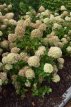 Hydrangea paniculata ‘Little Lime’® 25/30 C Hydrangea paniculata ‘Little Lime’® (=Jane) - Hortensia 25-30 C