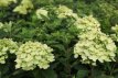 Hydrangea paniculata ‘Little Lime’® 25/30 C Hydrangea paniculata ‘Little Lime’® (=Jane) - Hortensia 25-30 C