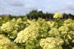 Hydrangea paniculata ‘Little Lime’® 30/40 C3 Hydrangea paniculata ‘Little Lime’® (=Jane) - Hortensia 30-40 C3