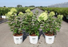 Hydrangea paniculata ‘Little Lime’® 30/40 C3 Hydrangea paniculata ‘Little Lime’® (=Jane) - Hortensia 30-40 C3