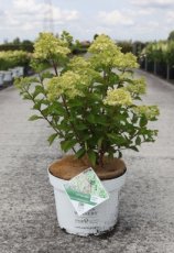 Hydrangea paniculata ‘Little Lime’® 50/60 C10 Hydrangea paniculata ‘Little Lime’®(Jane) - limoen,roze -Hortensia 50-60 C10