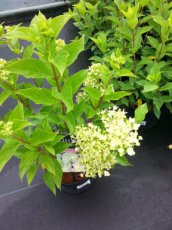 Hydrangea paniculata ‘Little Lime’® 25/30 C Hydrangea paniculata  ‘Little Lime’®(Jane) - limoen,roze -Hortensia 25-30 C