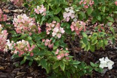 Hydrangea paniculata  'Mega Mindy' ® (‘Ilvo Mindy’)-roze-Hortensia 40-50 C