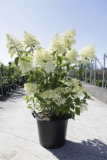 Hydrangea paniculata 'Phantom' 100/125 C35 Hydrangea paniculata ‘Phantom’ - Hortensia 100-125 C35