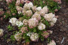 Hydrangea paniculata 'Phantom' 40/50 C4