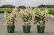 Hydrangea paniculata 'Pinky Winky' 30/40 C Hydrangea paniculata ‘Pinky Winky’ - Hortensia 30-40 C3