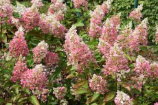 Hydrangea paniculata ‘Pinky Winky’ - Hortensia 30-40 C3