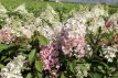 Hydrangea paniculata  ‘Pinky Winky’ 60/80 C10 Hydrangea paniculata ‘Pinky Winky’ -  Hortensia  60-80  C10