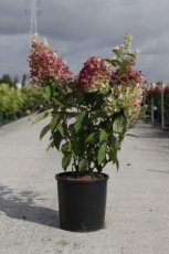 Hydrangea paniculata  ‘Pinky Winky’ 80/100 C12 Hydrangea paniculata ‘Pinky Winky’ - Hortensia  80-100  C12