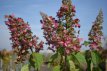 Hydrangea paniculata  ‘Pinky Winky’ - stam 90 Hydrangea paniculata ‘Pinky Winky’ - Hortensia STAM 90 C8