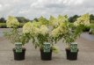 Hydrangea paniculata ‘Polar Bear'® 30/40 C Hydrangea paniculata ‘Polar Bear'® - Hortensia 30-40 C3