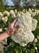 Hydrangea paniculata ‘Polar Bear'® 30/40 C Hydrangea paniculata ‘Polar Bear'® - Hortensia 30-40 C3