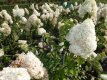 Hydrangea paniculata ‘Polar Bear'® 40/50 C4 Hydrangea paniculata ‘Polar Bear'® - Hortensia 40-50 C4