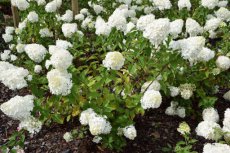 Hydrangea paniculata ‘Polar Bear'® 40/50 C4 Hydrangea paniculata ‘Polar Bear'® - Hortensia 40-50 C4