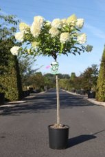 Hydrangea paniculata 'Polar Bear'® - Stam 90 Hydrangea paniculata 'Polar Bear'® - Stam 90 C12