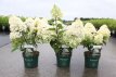 Hydrangea paniculata 'Silver Dollar' 30/40 C Hydrangea paniculata ‘Silver Dollar’ - Hortensia 30-40 C3