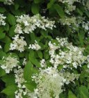 Hydrangea paniculata ‘Silver Dollar’ - Hortensia 30-40 C3