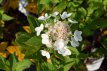 Hydrangea paniculata 'Tardiva' 30/40 C Hydrangea paniculata ‘Tardiva’ - Hortensia 30-40 C3