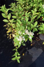 Hydrangea paniculata ‘Unique’ - Hortensia 30-40 C3