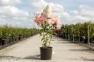 Hydrangea paniculata 'Vanille Fraise'® 60/80 C10 Hydrangea paniculata  'Vanille Fraise' ® (‘Renhy’)-roze-Hortensia 60-80  C10