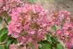 Hydrangea paniculata 'Wim's Red' 30/40 C Hydrangea paniculata  ‘Wim’s Red’® - Hortensia 30-40 C3