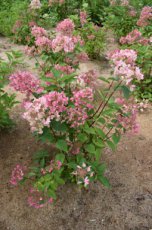 Hydrangea paniculata  ‘Wim’s Red’® - Hortensia 30-40 C3