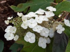 Hydrangea quercifolia ‘Gatsby’- Eikenbladhortensia 25-30 C3