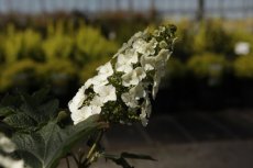 Hydrangea quercifolia 'Jetstream' - Eikenbladhortensia 50-60 C10