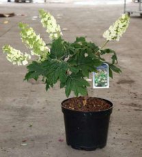 Hydrangea quercifolia  'Snow Queen"' 50/60 C10 Hydrangea quercifolia 'Snow Queen'® (‘Flemygea’) - Hortensia  50-60 C10