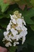 Hydrangea quercifolia 'Snow Queen'®  30/40 C3 Hydrangea quercifolia 'Snow Queen'® (=Flemygea) - Eikenbladhortensia 30-40 C3