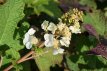 Hydrangea quercifolia 'Snow Queen'®  30/40 C3 Hydrangea quercifolia 'Snow Queen'® (=Flemygea) - Eikenbladhortensia 30-40 C3